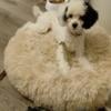 CKC Male Party Toy Poodle Puppy