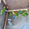 15 breeding pairs of lovebirds