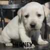 ACA registered Labrador retriever *Honey*