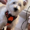 2 1/2 yr old Male Westie - 600$ west highland terrier - San Antonio Texas