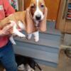 Basset Hound Puppies for rehoming