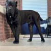 Cane corso puppies