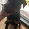 Rottweiler Puppy best offer