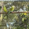 Hooded Parakeets DNA sexed