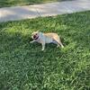 French Bulldog Stud