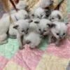 Siamese Kittens - Great Quality and Health