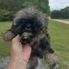 Ckc reg .Tiny Shihtzu (Male)