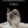 Registered persian boy kittens