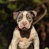 Two Stunning UKC-Registered XL American Bully Females – Ready Mid-February!