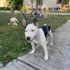 AKC Bull Terrier Female