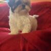 Shih Tzu puppy 3 months old