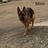 Akc German shepherd puppies