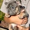 Blue French Bulldog puppies 