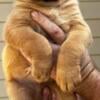 Dogue de Bordeaux Puppies FOR SALE  EXCELLENT PEDIGREE