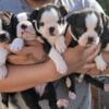 AKC Boston Terrier Puppies-Sold