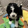 Mini Bernedoodles