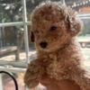 Male toy poodle he is 6 weeks old