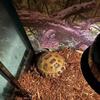 Russian Tortoise