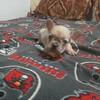 AKC FRENCHIE PUPPIES 