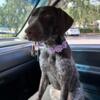 German Shorthair Pointer Willow