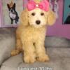 Mini GoldenDoodle/Golden Retriever/Mini Poodle Mix