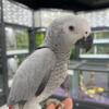 Tamed and talking African grey Parrots available now