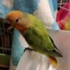 Adorable & Tame Baby Lovebird * We safely Ship *