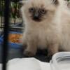 Ragdoll Kitten Seal Point Female