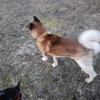 Akc American Akita Male