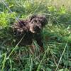 SWEET MINIATURE SCHNAUZER FEMALE PUPPY