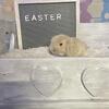 Holland Lop Baby Bunny Rabbit Boutique; Bunnies; Dwarf Lops; Lionlops; Lionlop; Lionhead