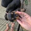 Last 3 female Rottweiler pups!