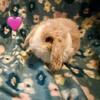 Holland Lop Bunnies Pedigreed