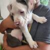 Only 2 PITBULL PUPS AVAILABLE NOW