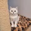 British shorthair girl