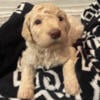 Goldendoodle Puppies