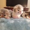 Calico Persian kittens