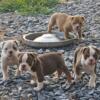 Olde English bulldogge pups born July 31