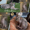Velvet Sphynx