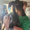 3 Akc doberman 6 mth old pups need homes