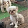 Lavendar adult shih tzu 