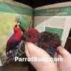Female baby Eclectus named Ruby