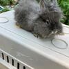 Lionhead Bunnies