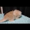 Persian kittens flat face ready July 13th 