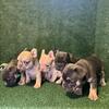 French bulldog puppies 