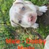 XL bully pups ready for homes