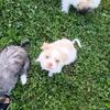 ShiChi the puppies are mix, mom is full blood  shitzu  dad is half  shitzu mix with Chihuahua