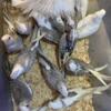 Beautiful baby cockatiels