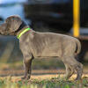 Wellbred purebred Cane Corso puppies