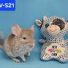 Chinchilla boys - SALE
